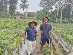 Panen Cabai di Kerotek, SMSI Cilegon Buktikan Media Tak Sekadar Menulis Berita